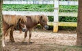 Lovely Brown Pony Couple Stand Together under The Big Tree