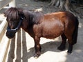 A Lovely Brown Pony Standing on the Ground