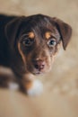 Lovely brown puppy dog portrait looking up with beautiful eyes Royalty Free Stock Photo