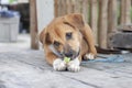 Brown puppy is laying down gnawing eating fruit with deliciousness.