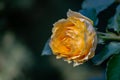 A lovely bud of a tender yellow rose with many petals. Flower on the right against the background of a blurred emerald natural gre