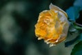 A lovely bud of a tender yellow rose with many petals. Flower on the right against the background of a blurred emerald Royalty Free Stock Photo