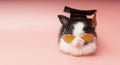 Bunny easter black and white wearing eye glasses and graduation cap over isolated pink background. Cute furry baby mammal