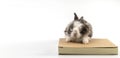 Lovely bunny easter black and white wearing eye glasses sitting on the book over isolated white background. Cute furry baby mammal