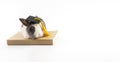 Lovely bunny easter black and white wearing graduation cap sitting on the book over isolated white background. Cute furry baby