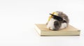 Lovely bunny easter black and white wearing graduation cap sitting on the book over isolated white background. Cute furry baby