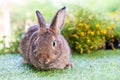 Lovely bunny easter brown rabbit on green grass with natural bokeh as background, Cute fluffy rabbit, Royalty Free Stock Photo