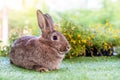 Lovely bunny easter brown rabbit on green grass with natural bokeh as background, Cute fluffy rabbit, Royalty Free Stock Photo