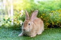 Lovely bunny easter brown rabbit on green grass with natural bokeh as background . Cute fluffy rabbit on wooden background Royalty Free Stock Photo