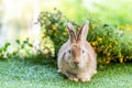 Lovely bunny easter brown rabbit on green grass with natural bokeh as background . Cute fluffy rabbit on wooden background Royalty Free Stock Photo