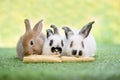 Lovely bunny easter fluffy rabbit sitting on the grass eating baby corn with green bokeh nature background. Black ear and white Royalty Free Stock Photo