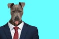 Lovely business american staffordshire terrier dog looking down and panting