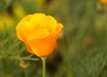 Lovely Buttercup flower. Royalty Free Stock Photo