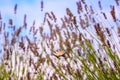 Lovely butterfly on the blossoming lavender flowers against the blue cloudy sky background
