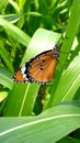 Lovely butterfly in the farm