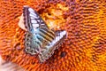 Lovely butterfly on the fruit