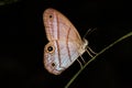 lovely butterfly in the jungle of costa rica