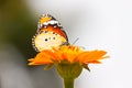 Lovely butterfly Royalty Free Stock Photo
