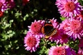 Lovely butterfly on a pink dahlia flower in the garden. Autumn flowers in the sunlight.