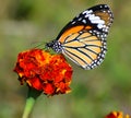 Lovely butterfly on the red flower in the naturer