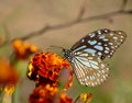 Lovely butterfly on the red flower in the naturer