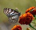 Lovely butterfly on the red flower in the naturer