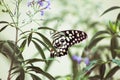 Lovely butterfly standing on flower