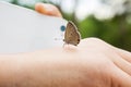 Lovely butterfly suddenly catch hand with blurred smartphone and