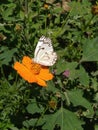 Lovely butterfly white on green nature beautiful fantacy orange flower