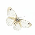 lovely buttterfly on white background Royalty Free Stock Photo