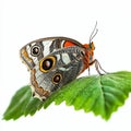 lovely buttterfly on white background Royalty Free Stock Photo