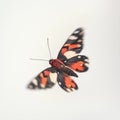 lovely buttterfly on white background Royalty Free Stock Photo