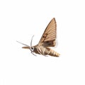 lovely buttterfly on white background Royalty Free Stock Photo