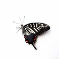 lovely buttterfly on white background Royalty Free Stock Photo