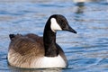 Lovely Canada Goose Royalty Free Stock Photo