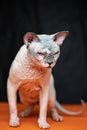 Lovely Canadian Sphynx - breed of cat known for its lack of fur