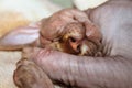 Canadian Sphinx cat sleeping sweetly curled up in a ball covered face with a paw