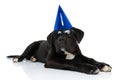 Lovely cane corso with glasses and hat looking up and celebrating Royalty Free Stock Photo