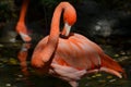 Lovely Carribean Pink Flamingo