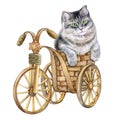 Lovely cat in the basket. Kitten on a decorative bicycle. Watercolor