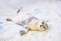 Lovely cat on the bed Royalty Free Stock Photo