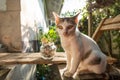 Lovely cat with blurry nature background at morning time