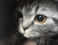 Lovely cat british shorthair cute pets