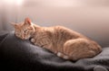 Orange domestic cat dozing on the sofa under the window light
