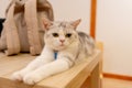 Lovely cat with grey and brown striped lie down on table with bag on the back also look to left side Royalty Free Stock Photo