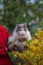 Lovely cat likes being stroked by woman`s hand. Beautiful cat in the hands of a girl outdoors Royalty Free Stock Photo