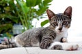 Lovely cat Royalty Free Stock Photo