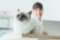 Lovely cat posing on a desk Royalty Free Stock Photo