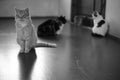 Lovely cat sitting on the floor indoor. BW portrait with cats family in blur