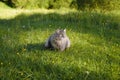Lovely cat sitting on a green lawn outdoors. Gray, fluffy cat looking to the side with green eyes. Walk your pet in nature